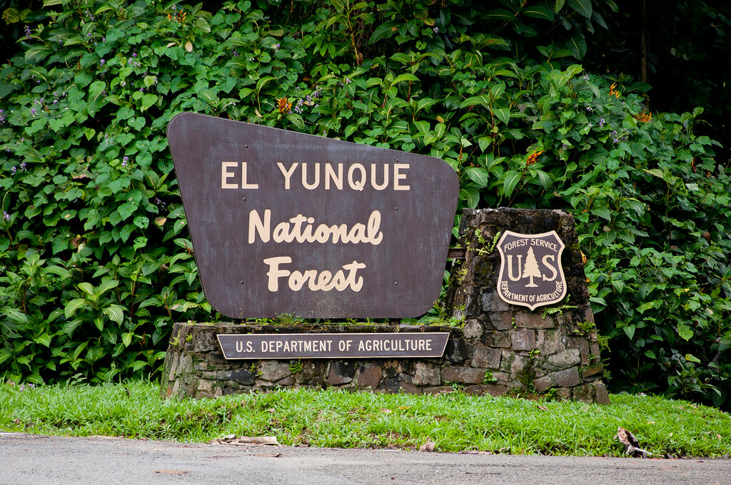 El Yunque The Heart of Puerto Rico's Tropical Wilderness LAC Geo